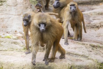 Guinea baboon (Papio papio) group walking on the ground, Bavaria, Germany Europe
