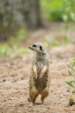 Close-up of a meerkat or suricate (Suricata suricatta) stands on its hind legs on the ground,
