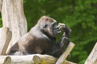 Western lowland gorilla (Gorilla gorilla gorilla) lying on wood, captive, Bavaria, Germany