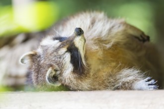 Common raccoon (Procyon lotor) lying on the ground, Bavaria, Germany