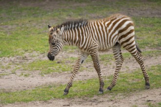 Plains zebra (Equus quagga) youngster (foal) walking on a meadow, Germany