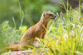 Yellow Mongoose or red meerkat (Cynictis penicillata) sitting on the ground, Germany