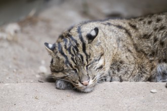 Fishing cat (Prionailurus viverrinus) lying on the ground, Portrait, Germany