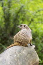Close-up of a meerkat or suricate (Suricata suricatta) sitting on a tree trunk, Germany