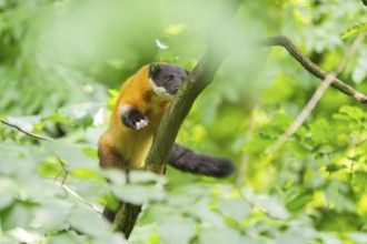Yellow-throated marten (Martes flavigula) on a branch in summer, Germany
