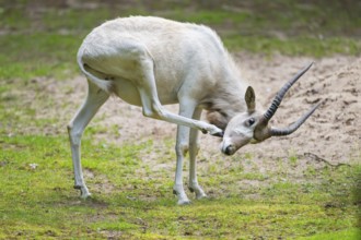 Addax (Addax nasomaculatus), standing on a meadow, Bavaria, Germany