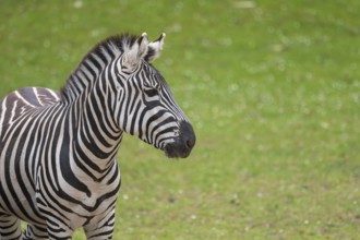 Plains zebra (Equus quagga) standing on a meadow, portrait, Germany