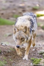 European gray wolf (Canis lupus lupus) walking in a forest, Germany