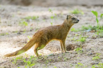 Yellow Mongoose or red meerkat (Cynictis penicillata) standing on the ground, Germany