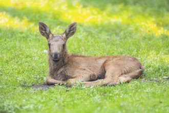 Eurasian elk (Alces alces) youngster lying on a meadow, Bavaria, Germany