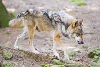 European gray wolf (Canis lupus lupus) walking in a forest, Germany