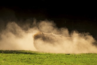 European bison (Bison bonasus) rolls on the ground in the dust against the light as the sun sets,