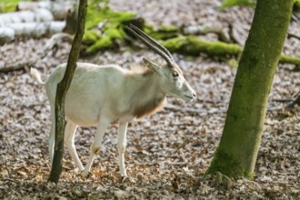 Addax (Addax nasomaculatus), standing in a forest, Bavaria, Germany