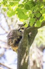 Common raccoon (Procyon lotor) on a tree in summer, Bavaria, Germany