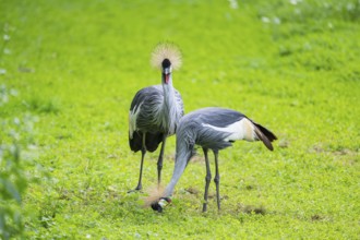 Black crowned crane (Balearica pavonina) walking on a meadow, Bavaria, Germany