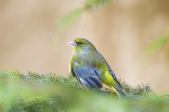 European greenfinch (Chloris chloris) sitting on a branch, Bavaria, Germany