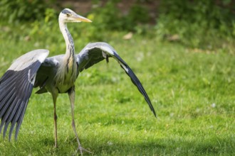 Grey heron (Ardea cinerea), landing on a meadow, Bavaria, Germany