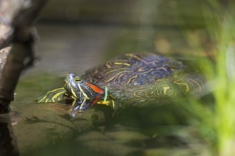Red-eared slider (Trachemys scripta elegans) on a tree trunk, in the water of a little lake,