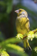 European greenfinch (Chloris chloris) sitting on a branch in spring, Bavaria, Germany