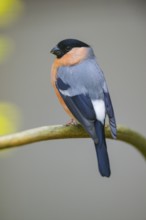 Eurasian bullfinch (Pyrrhula pyrrhula) male sitting on a branch, Bavaria, Germany