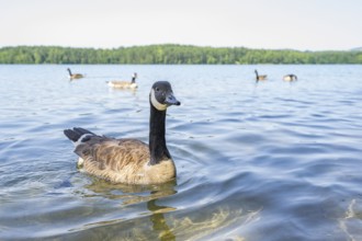 Canada goose (Branta canadensis) swimming on a lake, Bavaria, Germany