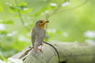 European robin (Erithacus rubecula) sitting on a wood, Bavaria, Germany