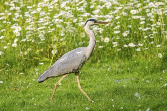 Grey heron (Ardea cinerea), walking on a meadow, Bavaria, Germany