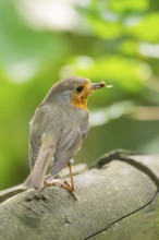 European robin (Erithacus rubecula) sitting on a wood, Bavaria, Germany