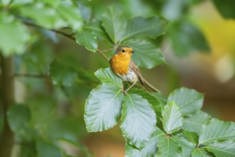 European robin (Erithacus rubecula) sitting on a branch, Bavaria, Germany