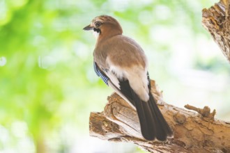 Eurasian jay (Garrulus glandarius) sitting on a tree trunk, Bavaria, Germany