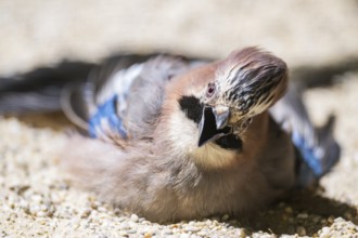 Eurasian jay (Garrulus glandarius) on the ground, Bavaria, Germany