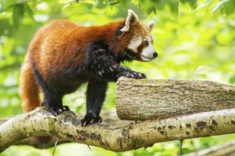 Red panda (Ailurus fulgens) on a branch in a tree, captive, Germany