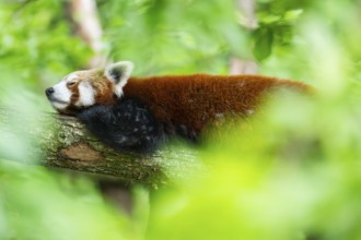 Red panda (Ailurus fulgens) lying on a branch in a tree, Germany
