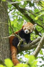 Red panda (Ailurus fulgens) on a tree, Germany
