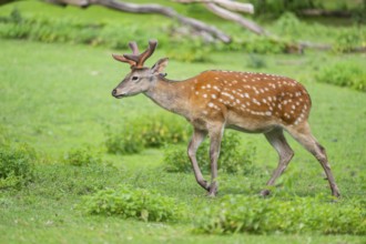 Sika deer (Cervus nippon) male walking on a meadow, Bavaria, Germany