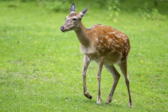 Sika deer (Cervus nippon) female walking on a meadow, Bavaria, Germany