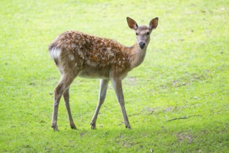 Sika deer (Cervus nippon) female standing on a meadow, Bavaria, Germany
