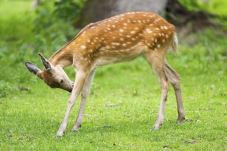 Sika deer (Cervus nippon) youngster standing on a meadow, Bavaria, Germany