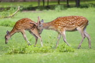 Sika deer (Cervus nippon) male pushing a female on a meadow, Bavaria, Germany