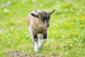 Domestic goat (Capra aegagrus hircus) kid walking on a meadow in spring, Bavaria, Germany