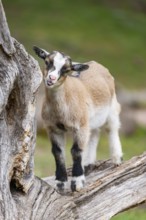 Domestic goat (Capra aegagrus hircus) kids on a an old tree trunk, Bavaria, Germany