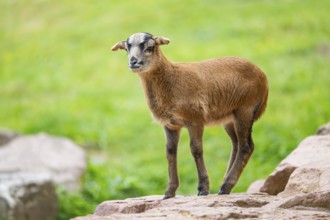 Cameroon sheep, domestic sheep (Ovis gmelini aries) youngster (lamb) on a rock, Bavaria, germany