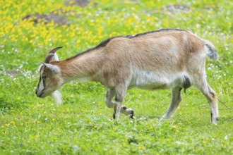 Domestic goat (Capra aegagrus hircus) walking on a meadow in spring, Bavaria, Germany