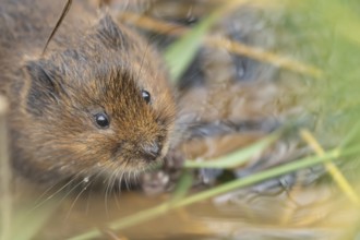 Water vole (Arvicola amphibius) adult rodent animal eating a reed stem in a pond in summer, RSPB