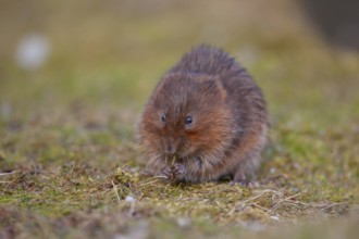 Water vole (Arvicola amphibius) adult rodent animal feeding on a river bank in spring, England,