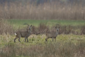 Roe deer (Capreolus capreolus) adult doe and juvenile fawn two animals in a fenland landscape in