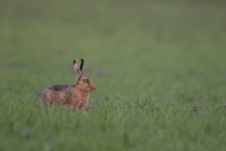 European brown hare (Lepus europaeus) adult animal in a farmland cereal field in spring, Suffolk,