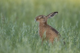 European brown hare (Lepus europaeus) adult animal eating in a farmland oat cereal field in summer,