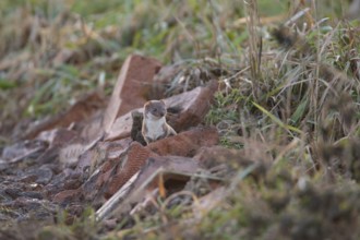 Weasel (Mustela nivalis) adult mustelid animal hunting in wasteland, Cambridgeshire, England,