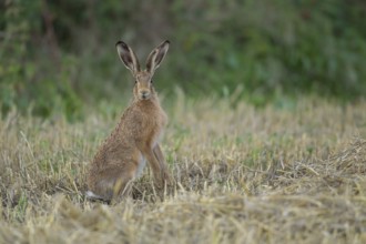 European brown hare (Lepus europaeus) adult animal in a farmland stubble field in summer, Suffolk,